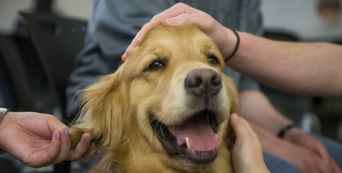 Jimi, Molly e Pimenta, cães que unem idosos e quebram o isolamento